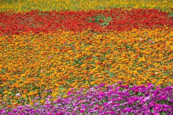 屋外のカラフルなコスモス畑で — ストック写真