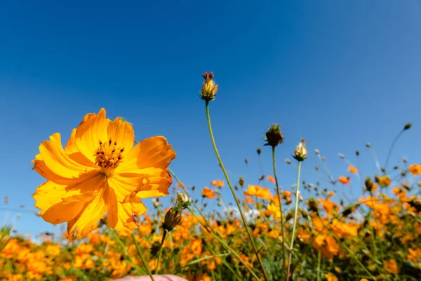 Żółty Kosmos Kwiaty Gospodarstwa Plenerze Pod Błękitnym Niebem — Zdjęcie stockowe