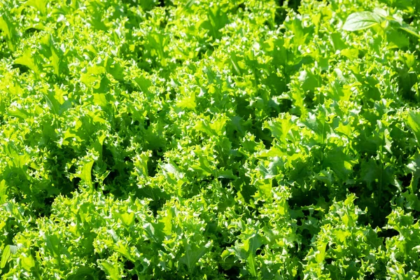 Biologische Groene Groenten Boerderij Onder Zonnige Dag — Stockfoto