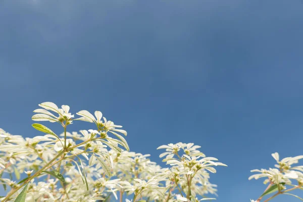Białe Pascuita Kwiaty Zbliżenie Obrazu Ciągu Dnia — Zdjęcie stockowe