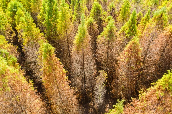 landscape of drone view of yellow larch tree