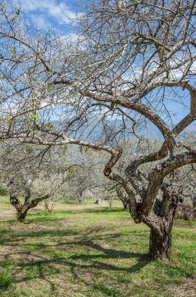 Bílé Květy Švestkového Květu Zahradě Nantou Tchaj Wan Asie — Stock fotografie