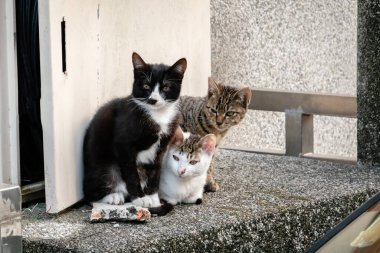 Genç sokak kedisi kardeşleriyle birlikte bir şehirde.