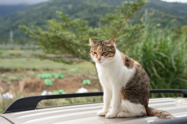 Kedi Bir Arabanın Çatısında Duruyor — Stok fotoğraf