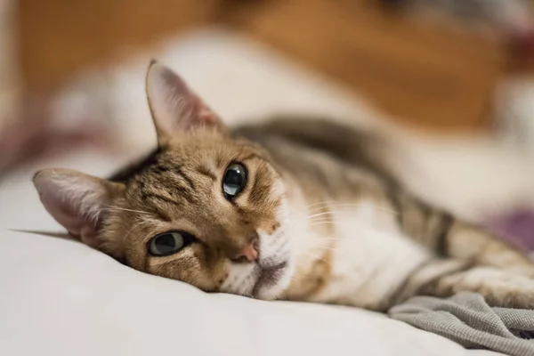 Faule Und Lustige Gestromte Katze Bleibt Hause Auf Dem Bett — Stockfoto