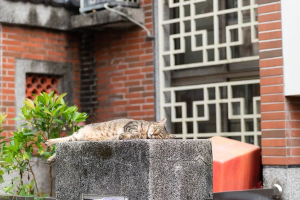 Başıboş Şişman Tekir Kedi Dışarıda Bir Sütuna Oturur — Stok fotoğraf