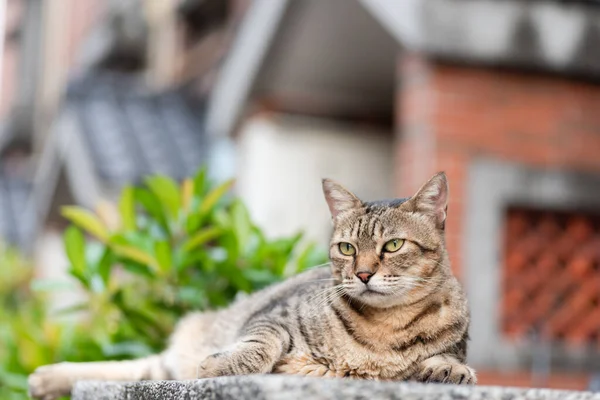 Gato Vagabundo Gordo Tabby Sentarse Pilar Exterior — Foto de Stock