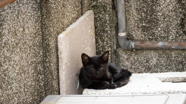 Grappig Verdwaald Zwart Wit Kat Straat — Stockfoto