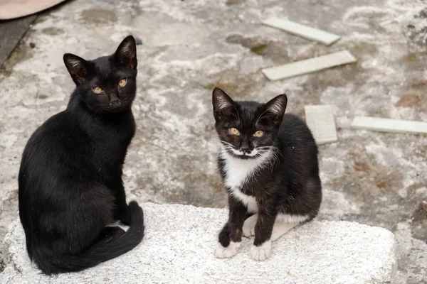 Verdwaalde Zwarte Kat Met Haar Broer Straat — Stockfoto