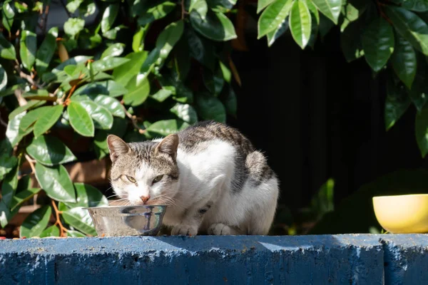 Gatto Randagio Mangiare Cibo Strada Una Città — Foto Stock