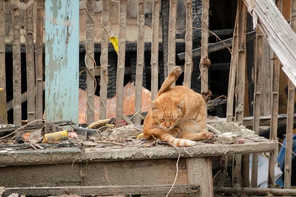 Рыжая Бродячая Кошка Сидит Заброшенном Здании — стоковое фото