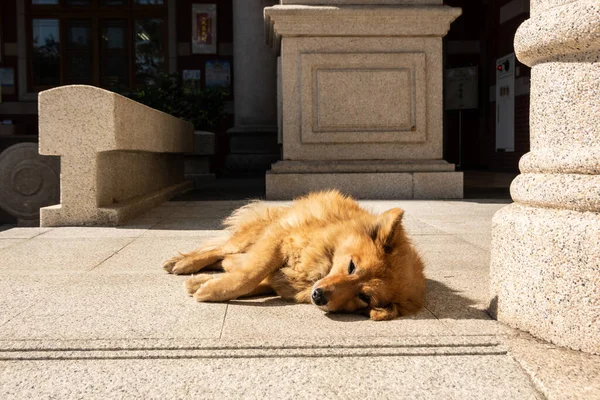 Stray Dog Lying Ground City — Stock Photo, Image