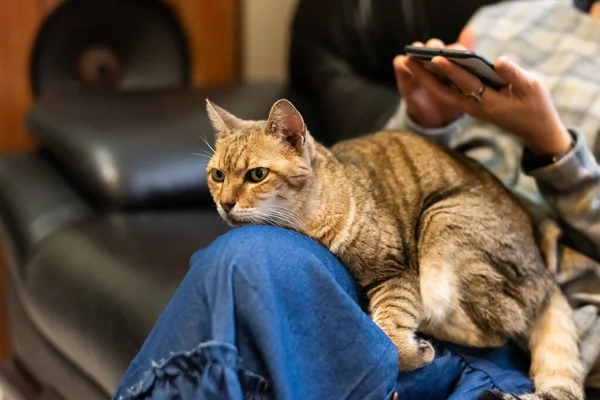 Mujer Sostener Gato Sus Muslos Jugar Con Casa — Foto de Stock