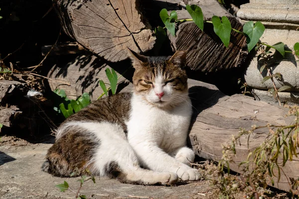 Başıboş Şişman Kedi Şehrin Dışında Uyuyor — Stok fotoğraf