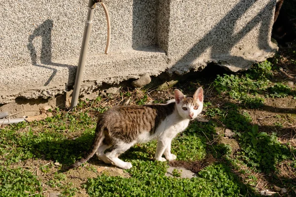 Mladá Toulavá Kočka Ulici Městě — Stock fotografie