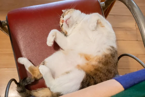 Σπιτικό Αστείο Tortoiseshell Γάτα Κοιμάται Μια Καρέκλα Στο Σπίτι — Φωτογραφία Αρχείου