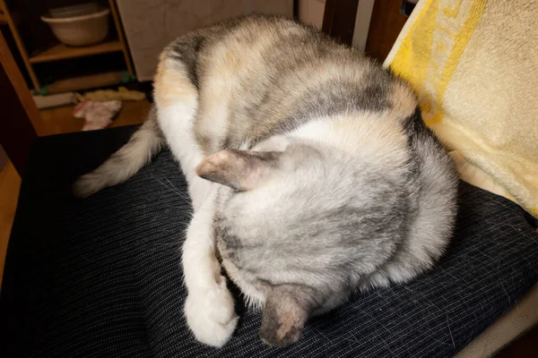 Häusliche Lustige Graue Katze Schläft Hause Auf Einem Stuhl — Stockfoto
