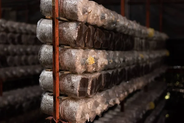 Mushrooms Growing Plastic Bag Farm Nantou Taiwan — Stock Photo, Image