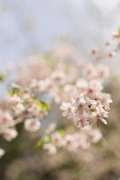 Gros plan sur les pétales de fleurs de sakura . — Photo
