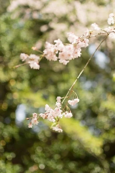 Primo piano dei petali di fiori di sakura . — Foto Stock