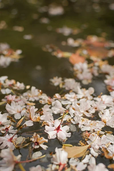 Sakura blossom plátky na vodě. — Stock fotografie