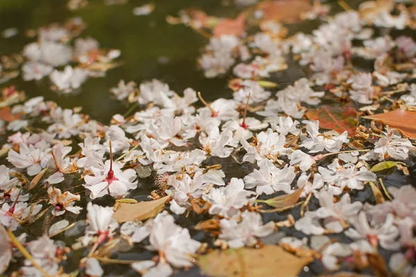Sakura pétales de fleur tombant sur l'eau . — Photo