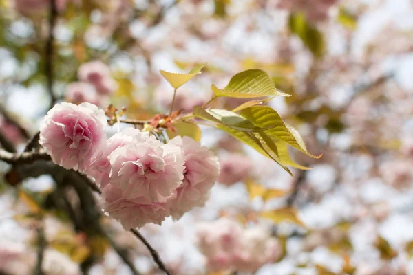 Primer plano de pétalos de flores de sakura . — Foto de Stock