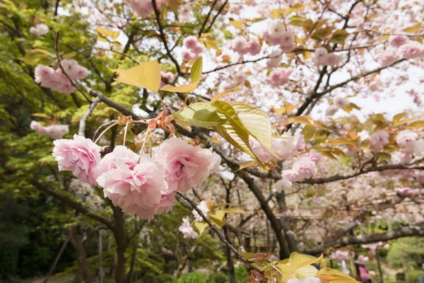 Gros plan sur les pétales de fleurs de sakura . — Photo