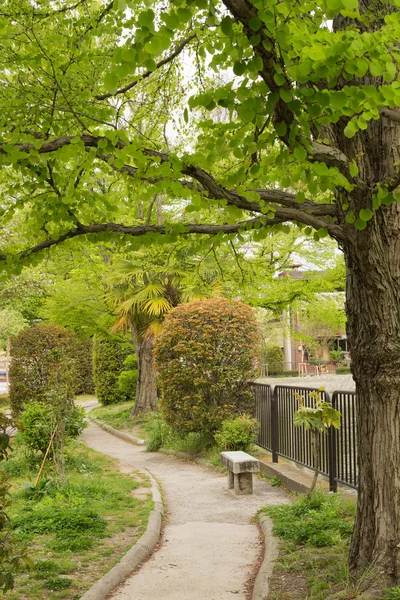 誰も桜並木道の緑を葉します。. — ストック写真