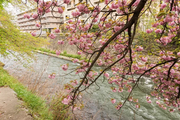 Sakura en de stroomversnellingen. — Stockfoto