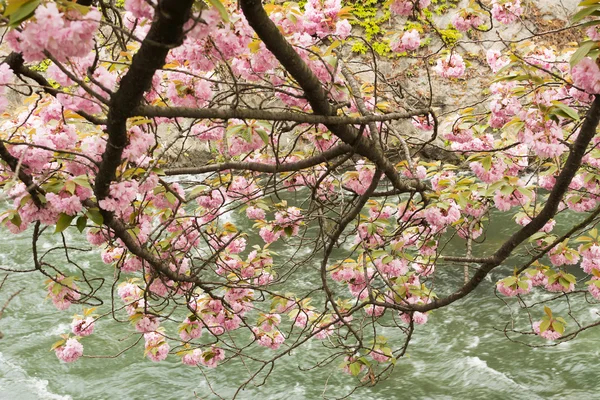 Sakura ve rapids. — Stok fotoğraf