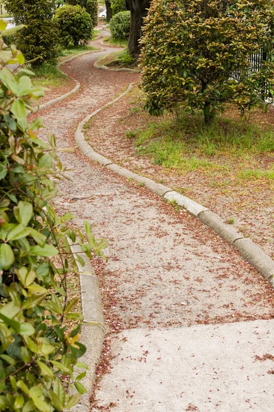 The trail covered with pink flower petals of sakura. — Stock Photo, Image