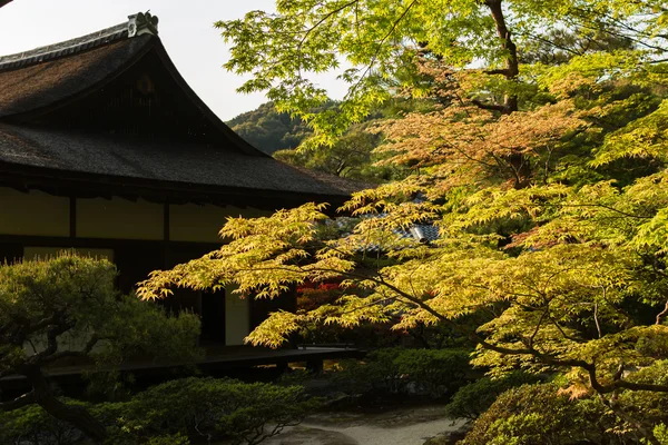 Green maple trees in the Japanese garden. — Stock Photo, Image