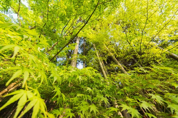 Крупный план изумрудных зеленых кленовых деревьев . — стоковое фото