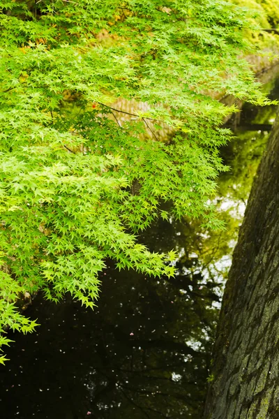 Green maple trees next to a small stream. — Stock Photo, Image