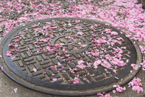 在下水道盖上掉落樱花花瓣. — 图库照片