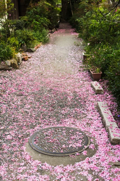 A trilha coberta com sakura . — Fotografia de Stock