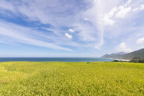 Paddy terrace farm near the sea — Stock Photo, Image