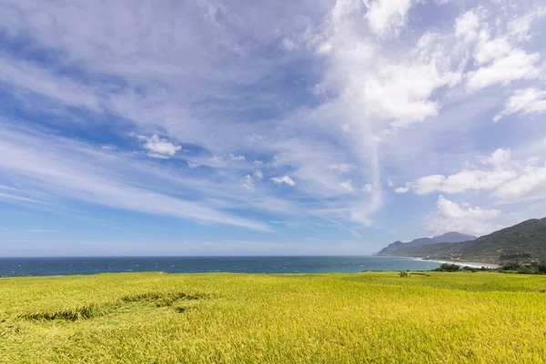 Granja Paddy terraza cerca del mar — Foto de Stock