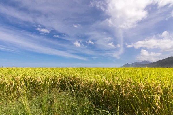 Granja Paddy terraza cerca del mar — Foto de Stock