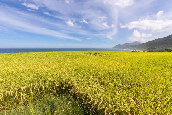 Paddy terrace farm near the sea — Stock Photo, Image