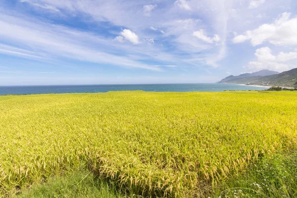 Paddy terrace farm near the sea — Stock Photo, Image