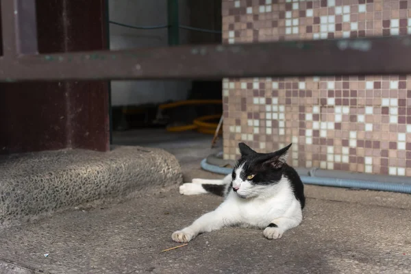 Gato acostado en el suelo. — Foto de Stock