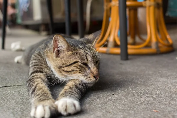 Cat lying to rest. — Stock Photo, Image