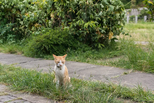 Kedi çimlerin üzerinde oturuyor.. — Stok fotoğraf