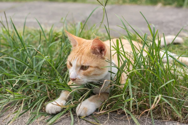 Kočka ležící na trávě. — Stock fotografie