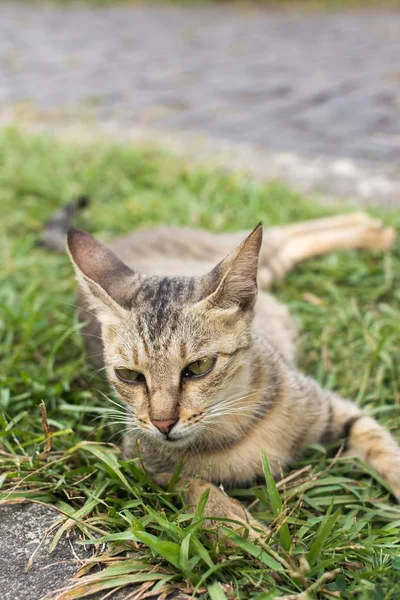 Tabby gato deitado na grama. — Fotografia de Stock