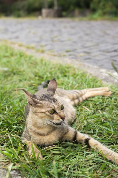 Tabby gato acostado en la hierba. — Foto de Stock