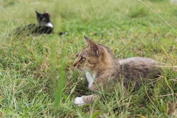 Tabby katt liggande på gräset. — Stockfoto