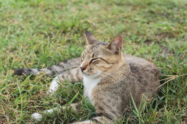 Tabby gato acostado en la hierba. — Foto de Stock